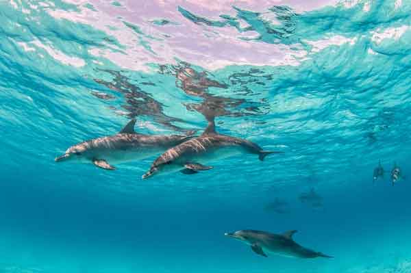 mexico dmc dolphin tours