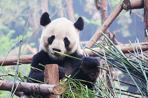 Chengdu