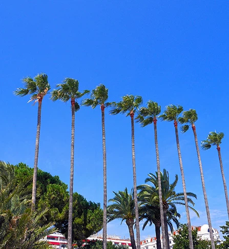 Cannes