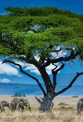 Image of an elephant under a tree