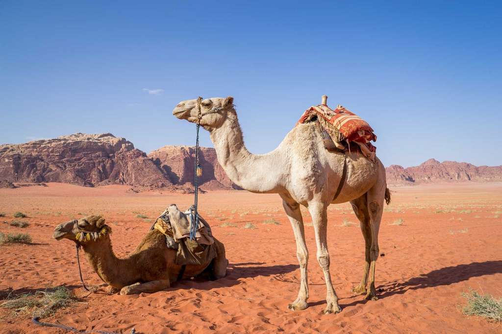 Camels in Jordan